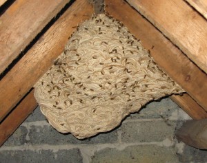 wasp nest